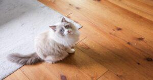 fl-7127 Bパイン無垢フローリング施工事例